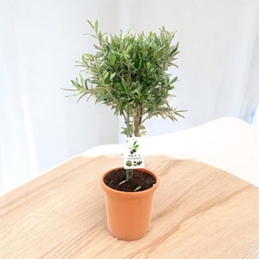 Tree Olea Europaea - Olive